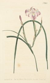 Moraea Edulis. Long leaved Moraea. [Cape Tulip]