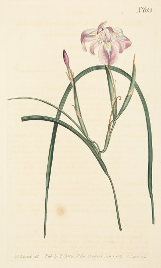 Moraea Edulis. Long leaved Moraea. [Cape… General / Global