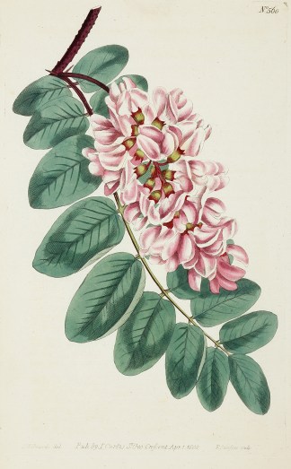 Robinia Glutinosa. Clammy Robinia. General / Global