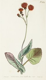 Cacalia Coccinea. Scarlet-Flowered Cacalia.