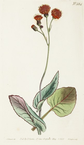 Cacalia Coccinea. Scarlet-Flowered Cacal… General / Global Cacalia Coccinea. Scarlet-Flowered Cacal… General / Global