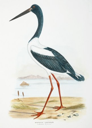 Mycteria Australis. Australian Mycteria. Australian