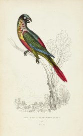 Scaly Breasted Parrakeet