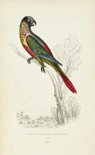 Scaly Breasted Parrakeet Australian