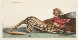 [Quoll] Australian - General