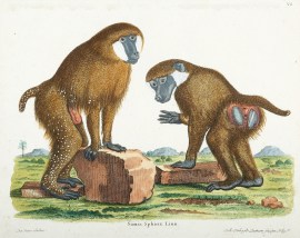 Simia Spinx Linn. [Mandrill]