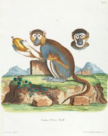Simia Patas Buff. [Patas Monkey]