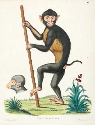 Simia Nemestrina. [Macaque] General / Global