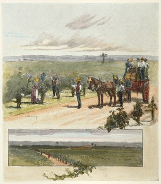 A Vineyard near Singleton. Australiana (General)