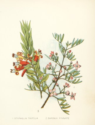 1. Styphelia Trifolia  2. Baronia Pinnat… Australian - General