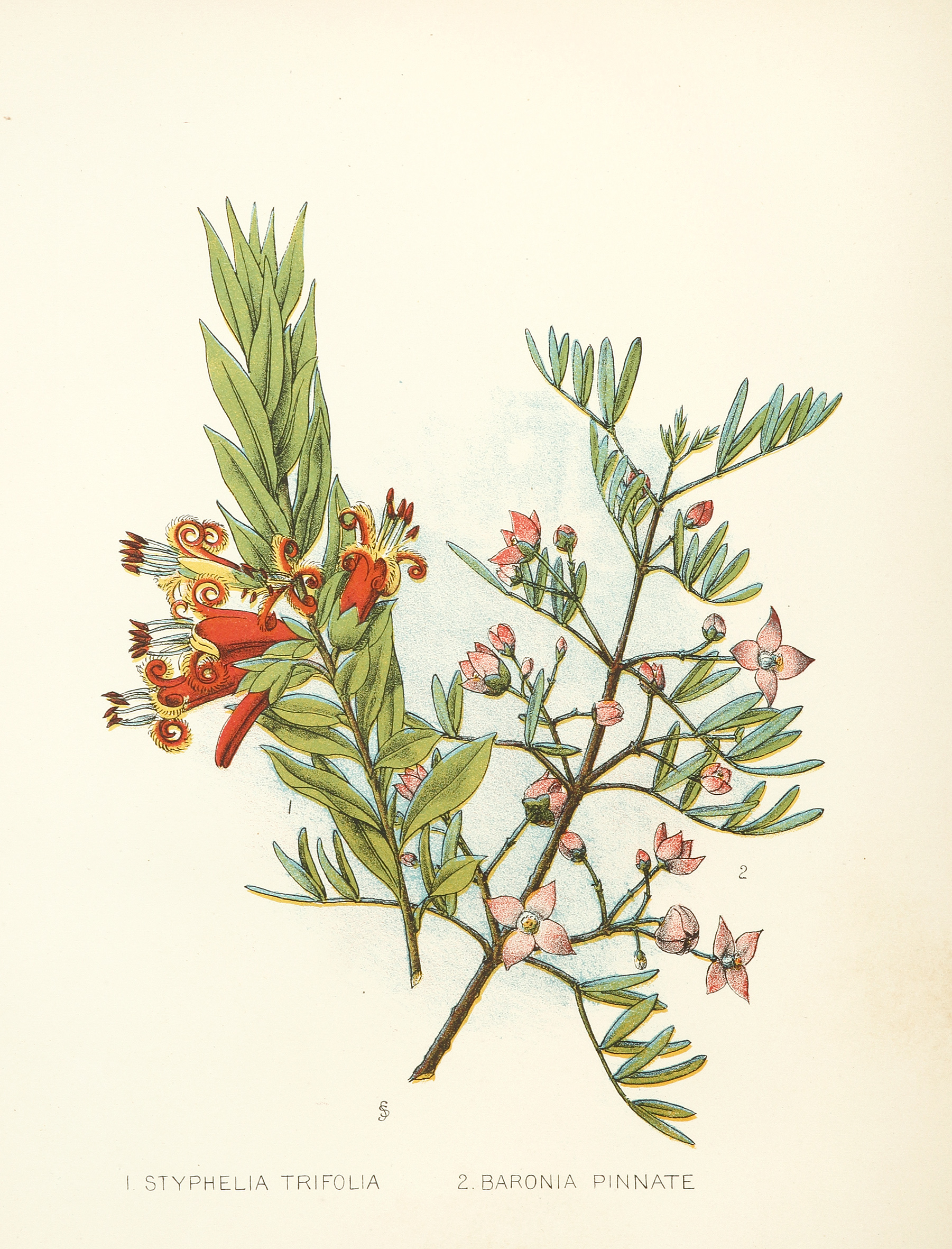 1. Styphella Trifolia  2. Baronia Pinnate. - Antique Print from 1890