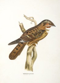 [Nightjar] Caprimulgus Macrurus Large tailed Goat sucker