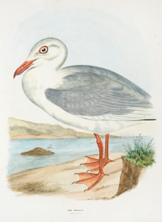 Xema Jamesonii Jameson’s Gull [Sil… Australian Xema Jamesonii Jameson’s Gull [Sil… Australian