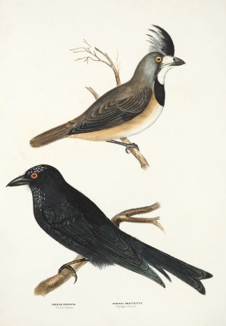 Oreoica cristata. Crested Oreoica. Dicru… Australian