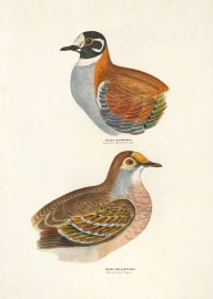 1. Phaps histrionica. Harlequin Bronzewing. 2. Phaps Chalcoptera. Bronze wing Pigeon.