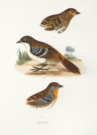 Orthonyx spinicaudus. Spine tailed Ortho… Australian