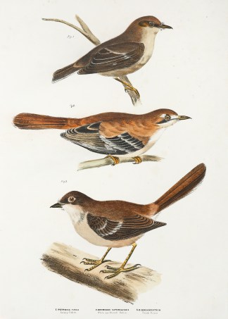 1.Petroica Fusca. Dusky Robin 2.Drymodes… Australian