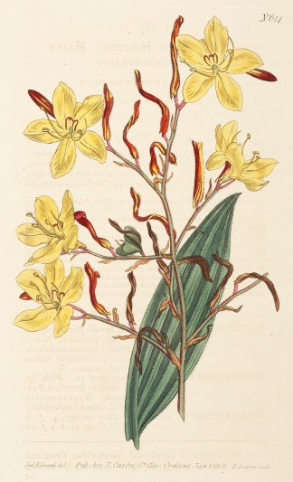 Wachendorfia Hirsuta. Hairy Wachendorfia… World - Nonindigenous - Curtis's - Botanical Magazine