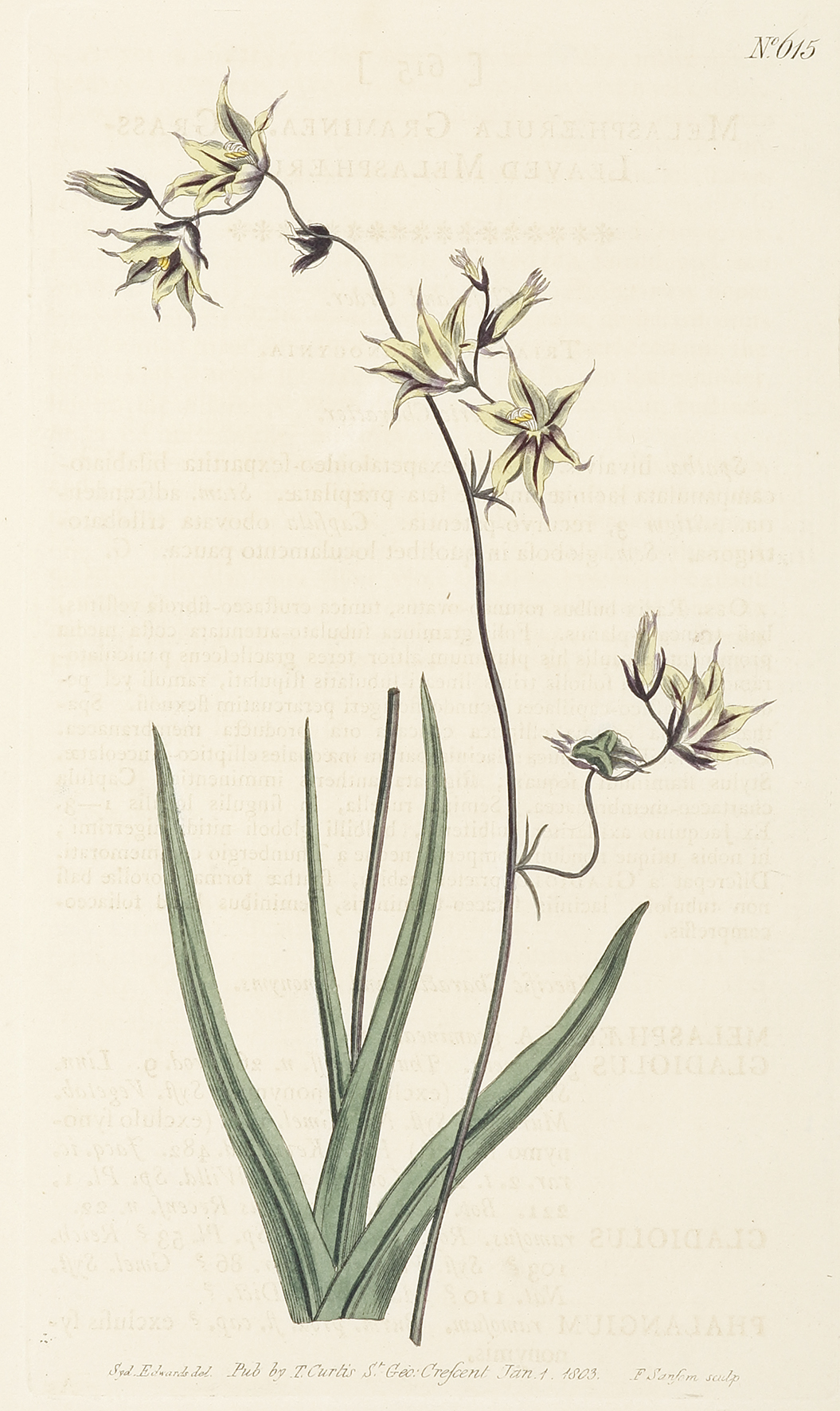 Melaspaerula Graminea. Grass-Leaved Melasphaerula. - Antique Print from 1803
