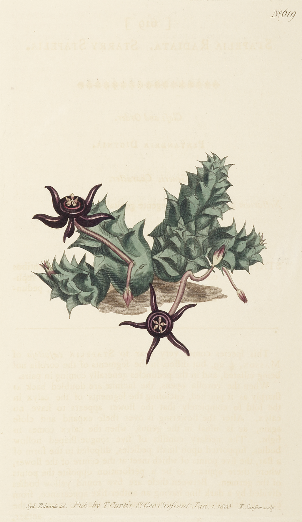 Stapelia Radiata. Starry Stapelia. [Carrion Flower] - Antique Print from 1803