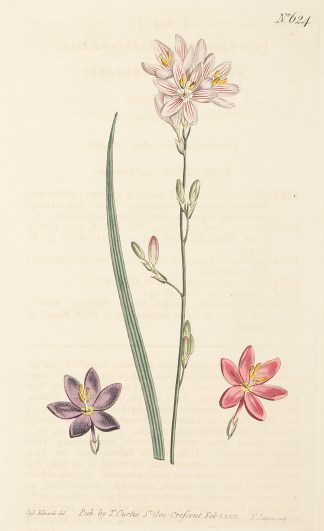 Ixia Flexuosa. Flexuose Ixia. World - Nonindigenous - Curtis's - Botanical Magazine