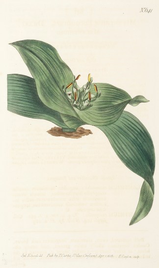 Melanthium Eucomoides. Dwarf Melanthium. World - Nonindigenous - Curtis's - Botanical Magazine