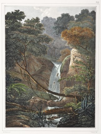 Vue prise dans les bois au bassin des co… NEW ZEALAND