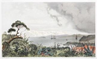 Baie de Sarah’s Bosom (Iles Auckla… NEW ZEALAND