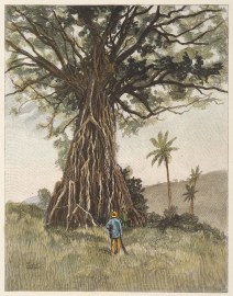 The Backa Tree, Fiji Islands.