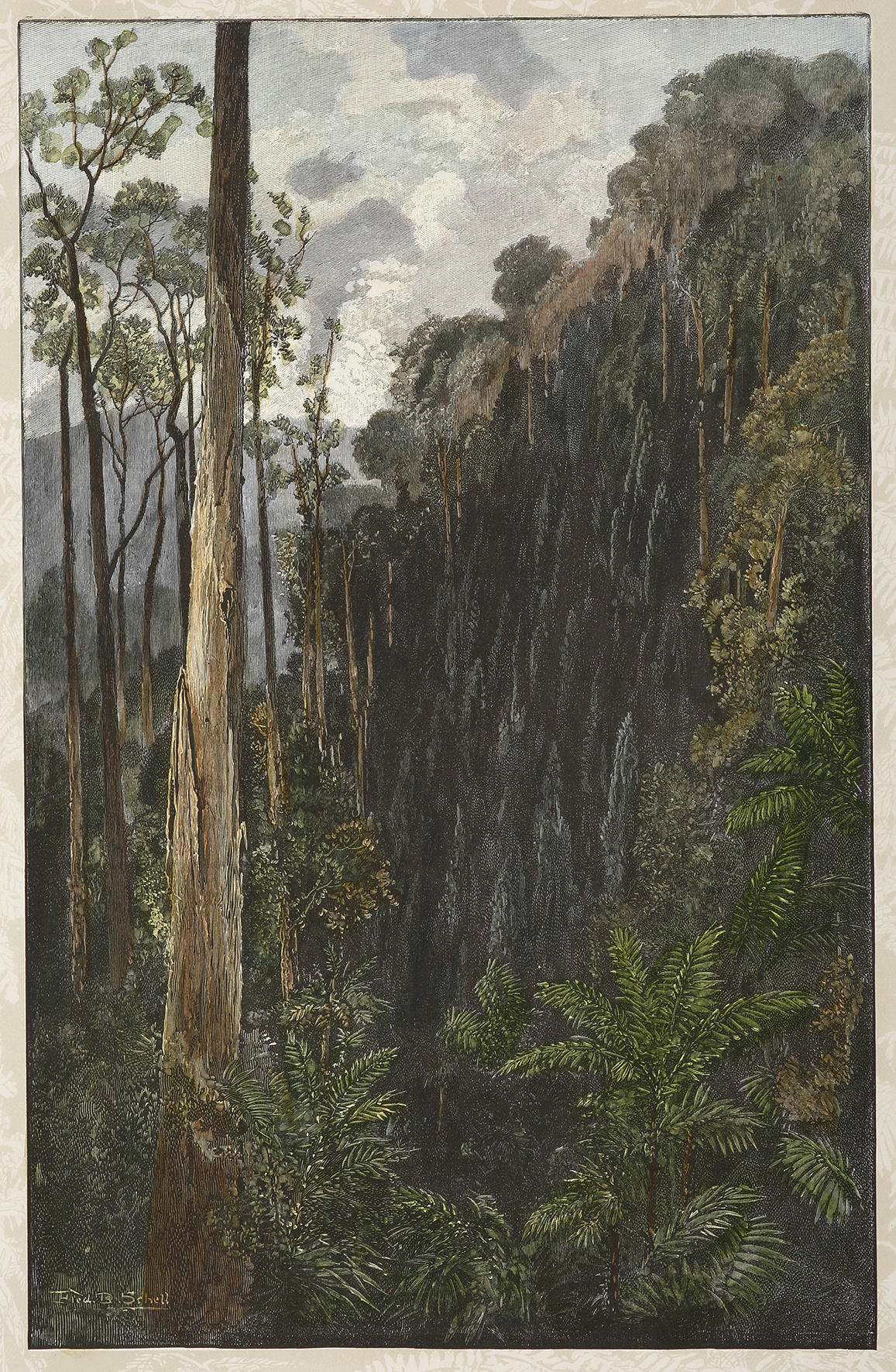 A Sassafras Gully on the Black Spur. - Antique Print from 1886