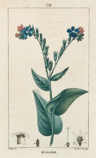 Buglose General / Global