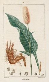 Bistorte World - Nonindigenous General Bistorte