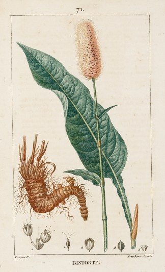 Bistorte General / Global