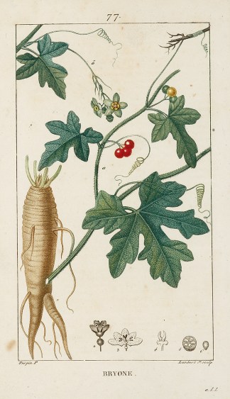 Bryone General / Global