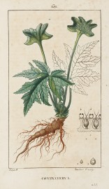 Contrayerva World - Nonindigenous General Contrayerva