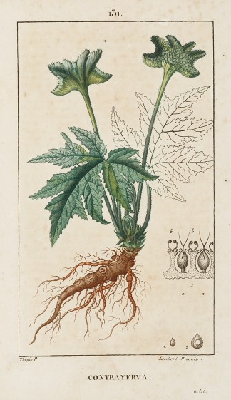 Contrayerva General / Global