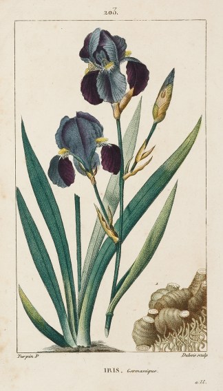 Iris. Germanique. Acquisitions Maps & Prints