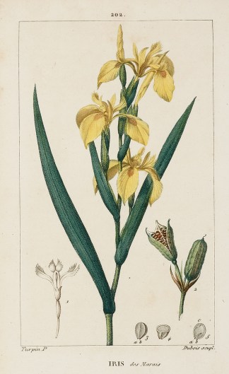 Iris des Marais General / Global