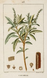 Cascarille World - Nonindigenous General Cascarille