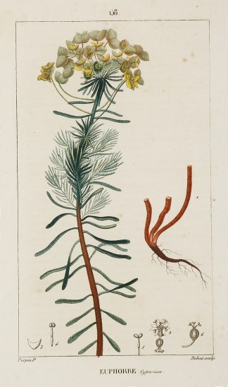 Euphorbe General / Global