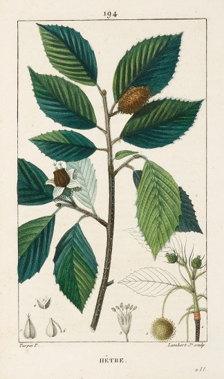 Hetre General / Global