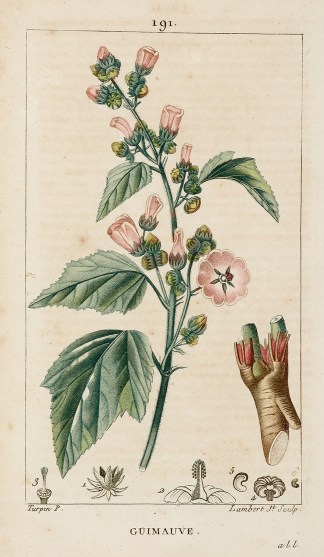 Guimauve General / Global