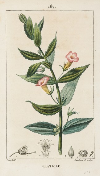 Gratiole General / Global