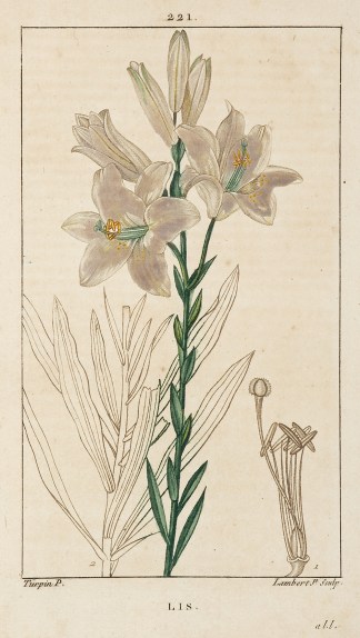 Lis General / Global