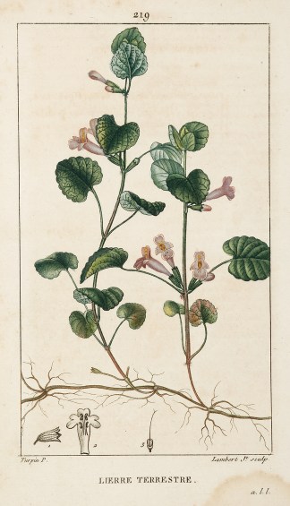 Lierre Terrestre General / Global