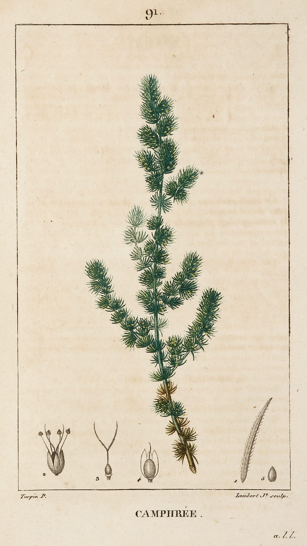 Camphree - Antique Print from 1816