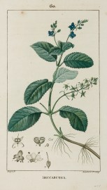 Beccabunga World - Nonindigenous General Beccabunga