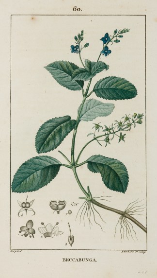 Beccabunga General / Global