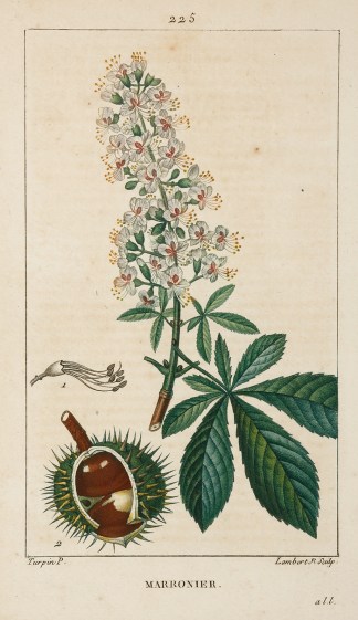 Marronier General / Global