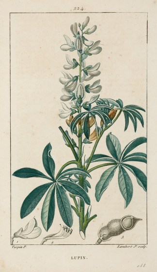 Lupin General / Global